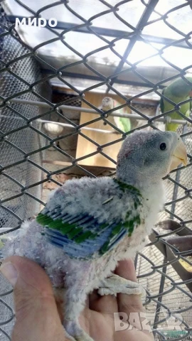 Бебета Голям Александър Ръчно хранени !ТОП ЦЕНА!