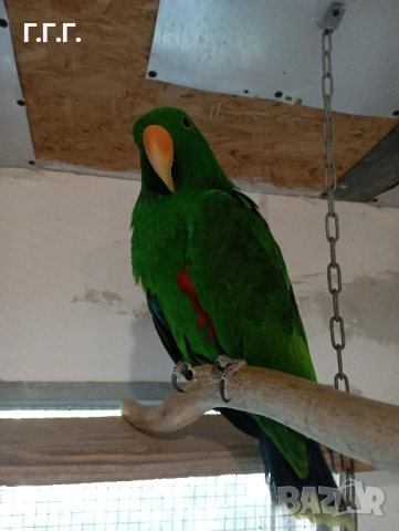 Мъжки папагал еклектус, снимка 3 - Папагали - 51831956