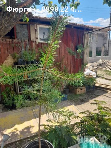 Ела Българска , бор , смърч , бял бор и мура, снимка 9 - Градински цветя и растения - 40955092