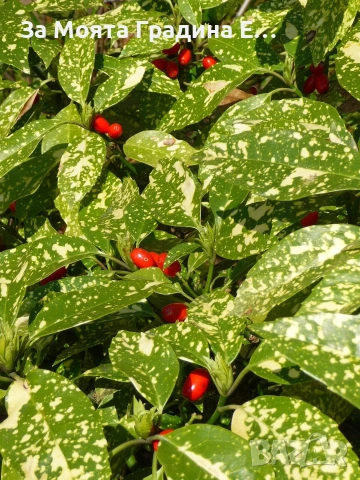 Аукуба , снимка 4 - Градински цветя и растения - 53634676