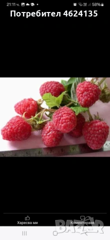 Целогодишен разсад ягоди и малини , снимка 5 - Сортови семена и луковици - 53621426