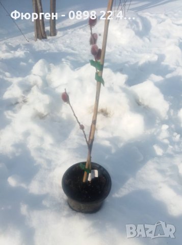 Върба - Salix gracilistyla 'Mount Aso' ( грацилистяла' моунт асо' ), снимка 5 - Градински цветя и растения - 41101221