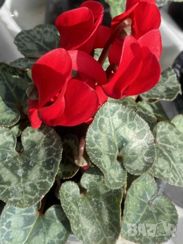 ПРОМО! 6 броя циклами , снимка 9 - Стайни растения - 52392095