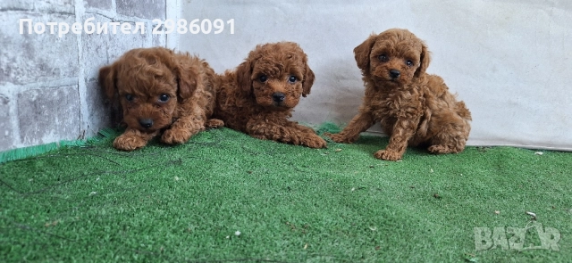 той пудел , снимка 2 - Пудели - 51637525