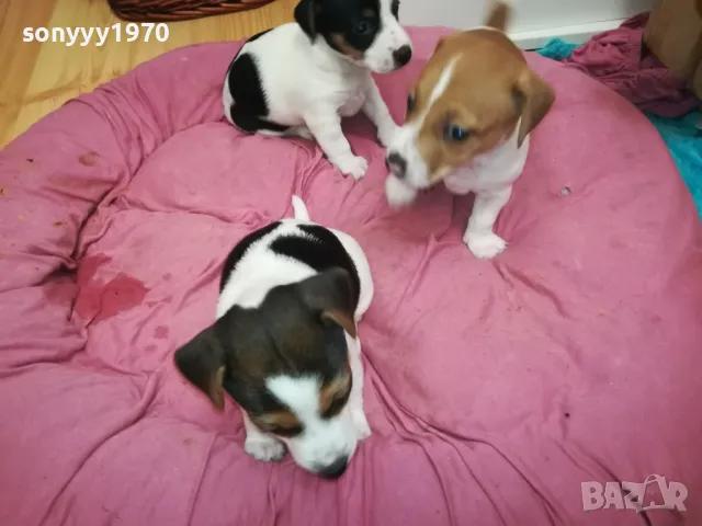 ДЖАК РЪСЕЛ ТЕРИЕР-БЕБЕТА РОДЕНИ НА 19-ТИ ДЕКЕМВРИ 0202251953, снимка 11 - Джак ръсел териер - 48934625