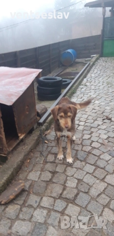 Ловно куче барак, снимка 6 - Други - 52654457