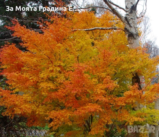 Ацер-Санго Каку, снимка 3 - Градински цветя и растения - 53744016