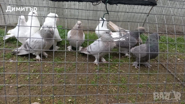 Продавам гълъби Мардини-Турски , снимка 6 - Гълъби - 47886897