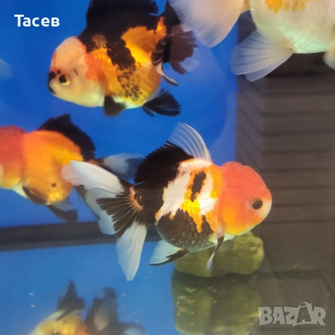 Оранди 10-11см