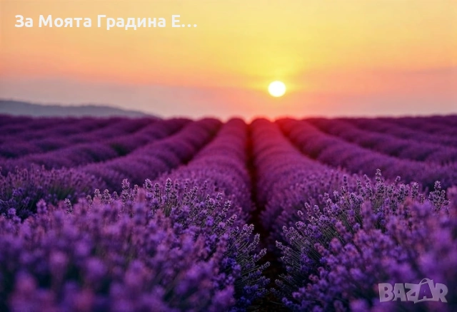 Лавандула - Лилава , снимка 3 - Градински цветя и растения - 53744407