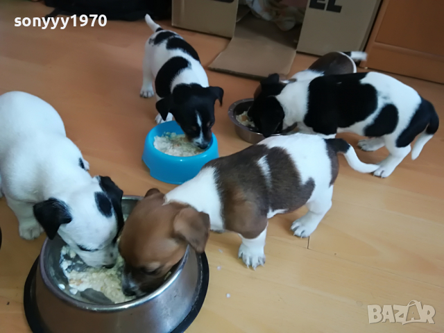 джак ЖЕНСКО КУТРЕ 11 МЕСЕЦА 2803221715, снимка 12 - Джак ръсел териер - 36259606