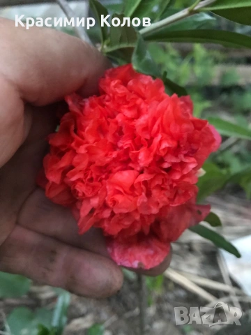 Декоративни видове нарове три цвята, растения, цъфтящи, дръвчета, снимка 3 - Градински цветя и растения - 53823765