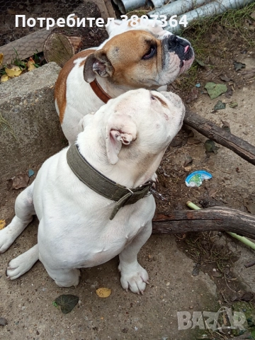 Свободен за разплод мъжки Английски булдог , снимка 14 - Английски булдог - 51313446
