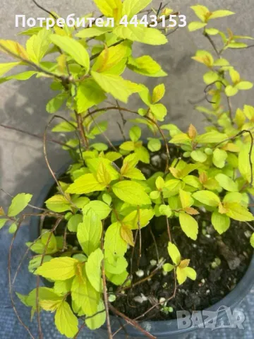 Спирея " Златна принцеса " разсад