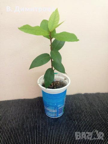 Растения дафинов, цезалпиния, плододаващи лимони, за Варна, снимка 3 - Градински цветя и растения - 41764710