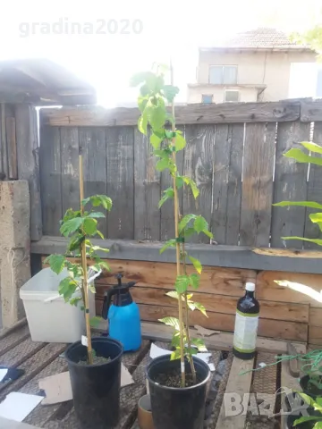 Лешник сорт - Римски и трабзонски, снимка 4 - Градински цветя и растения - 27370117