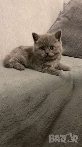 Британско късокосместо коте , снимка 2 - Британска късокосместа - 52878532