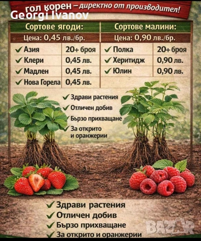  ягуди и малини, снимка 3 - Разсади - 53695437