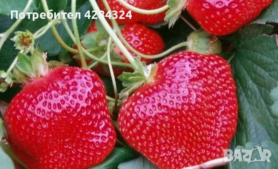 Prodavam koreni celogodishni qgodi 2 sorta Monterei i Flamenko, снимка 4 - Разсади - 47782592