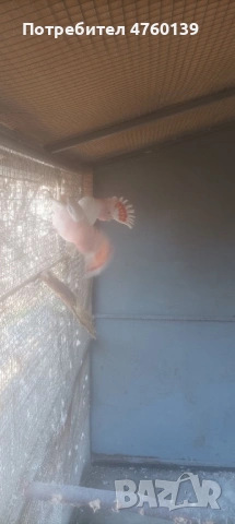 Какаду Инка, снимка 3 - Папагали - 53854555