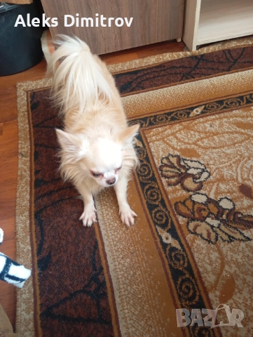 продавам чихуахуа дългокосместо 