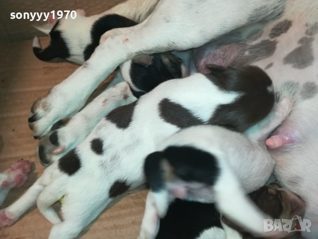 ДЖАК РЪСЕЛ 250ЛВ ЗА БРОЙ 2108251956, снимка 14 - Джак ръсел териер - 51446324