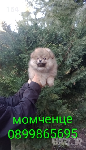 Померани. Момиченце. Реални снимки от 29.12.25 г., снимка 4 - Померан - 52876428