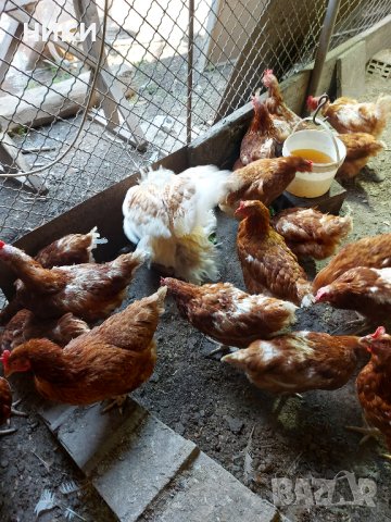 Продавам петли и кокошки носачки  ломан браун, снимка 5 - Кокошки и пуйки - 41755492