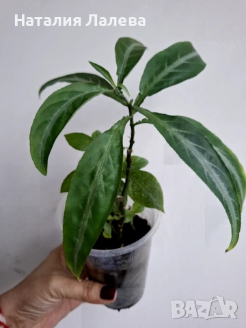 Порфирокома, porphyrocoma, снимка 3 - Стайни растения - 53702216