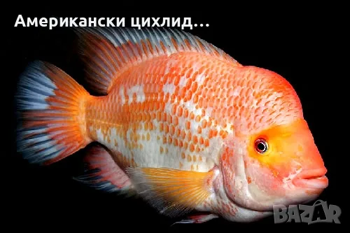 Amphilophus citrinelus, снимка 2 - Рибки - 55896671