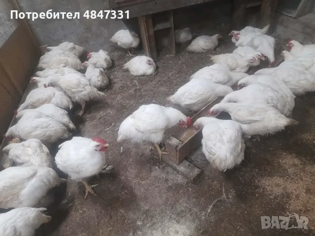 Кокошки                    ., снимка 8 - Кокошки и пуйки - 56156044