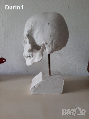 Модел на гипсов череп в реален размер, снимка 3 - Декорация за дома - 51589606