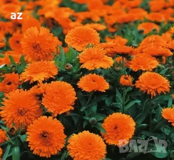 разсад невен, снимка 7 - Разсади - 50385062