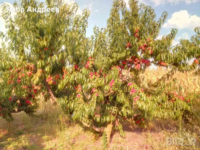 Продавам български праскови, снимка 4 - Домашни продукти - 55894748