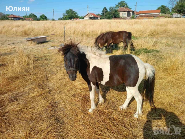 Продавам понита и коне, снимка 4 - Коне - 47149898