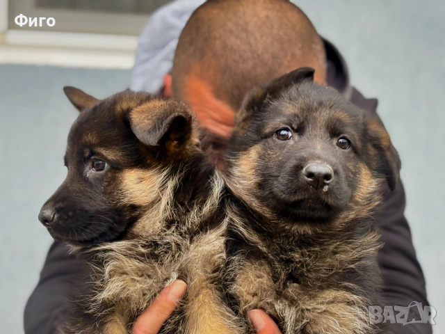 Немски Овчарки