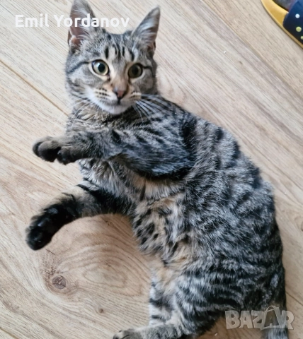 СПЕШНО! Мъжко котенце на около 5 месеца, снимка 11 - Други - 52695271