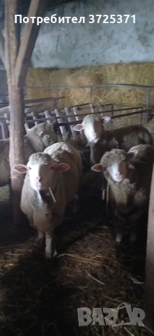 Продавам 26 бр. Овце, снимка 4 - Овце - 52891766