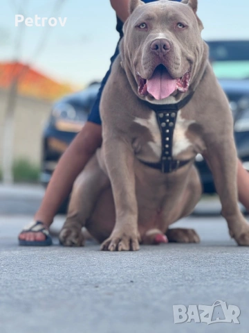 Американско були , снимка 7 - Питбул - 53690899