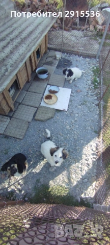 Подарявам кученца , снимка 4 - Други - 53772333