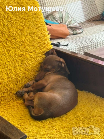 Продавам женски дакел, снимка 4 - Дакели - 53444575