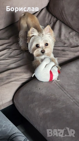 Куче за разплод, снимка 2 - Йоркширски териер - 53728506