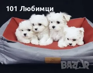Малтийска болонка -Малтезери, снимка 2 - Болонка - 47445661