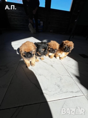 Продавам Чистокръвни пекинези