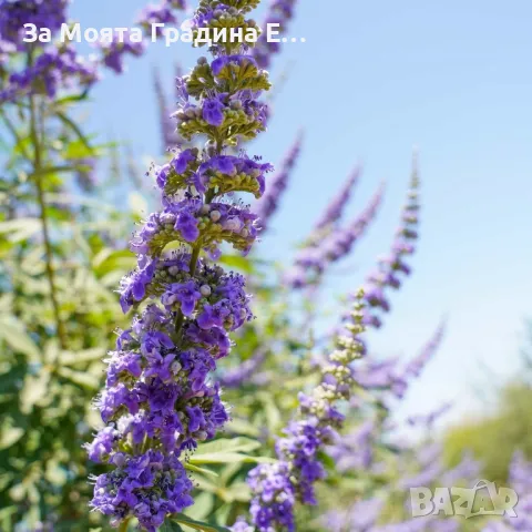 Дървото на Целомъдрието- Медоносно, снимка 7 - Градински цветя и растения - 49490353