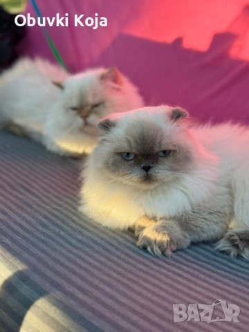 Не са красиви ами просто са уникалени , снимка 2 - Британска късокосместа - 53170781