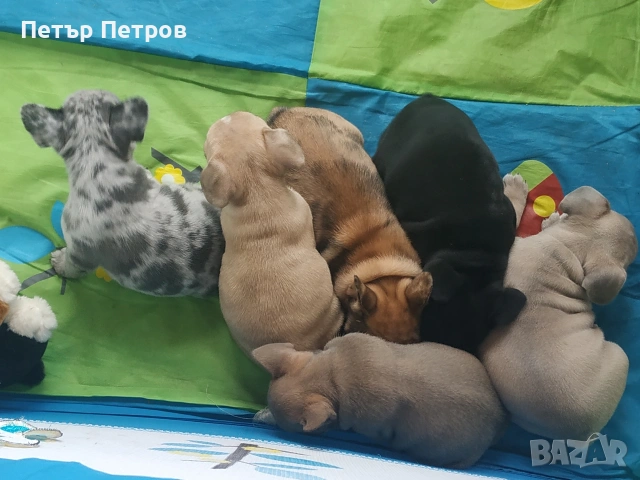 френски булдог -булдочета 