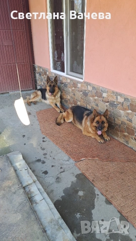 Чистокръвни немски овчарки, снимка 5 - Немска овчарка - 53134028