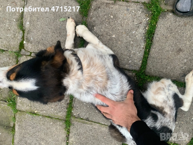 Смеска с бретон шпанйол и гонче , снимка 4 - Гонче - 53174648