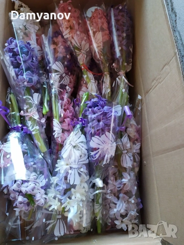 Зюмбюл за 8 март, снимка 3 - Градински цветя и растения - 53669802